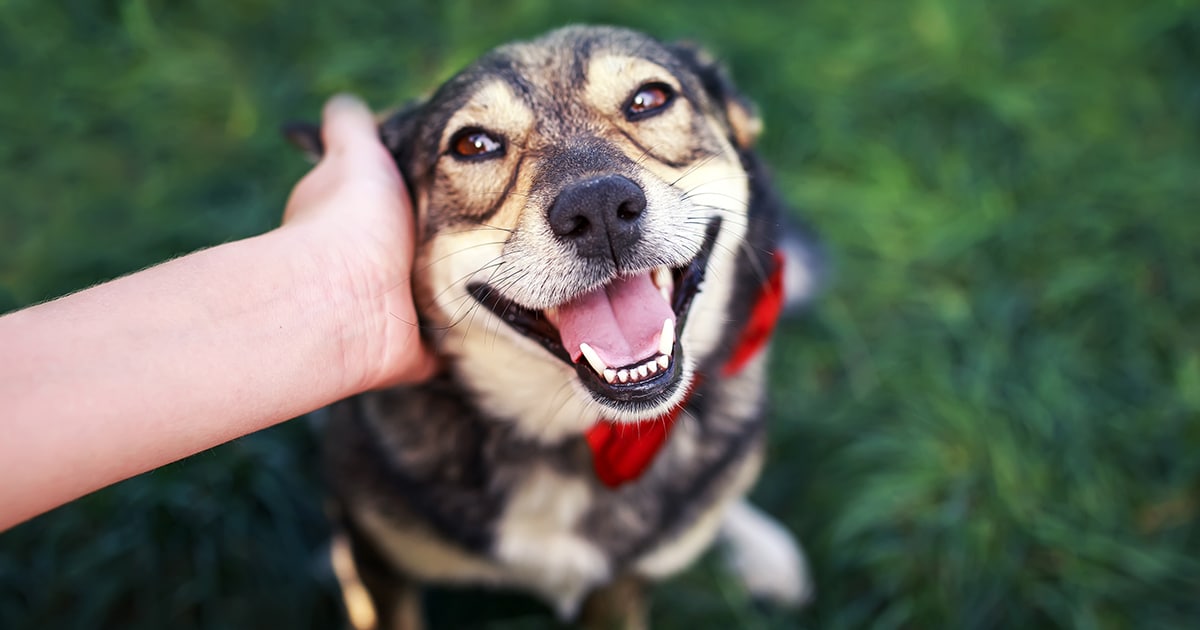 Who’s a Good Dog? 11 Indiana Dogs among the more than 400 of Humankind ...